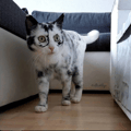 store/e/07d2634c-e5cf-4170-851e-0cd8b28ee9ac.png