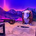 store/u/70c5b00b-d7ef-43a3-9541-8168ed1b1a66_100.jpg