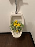 store/u/bc7e0181-e5b7-43d4-a015-1d24e56308cc_75.jpg