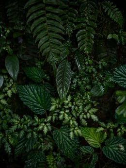 Medusa's Garden