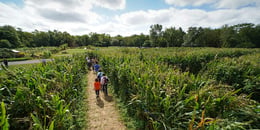 The Amazing Maize Maze [Outdoor]