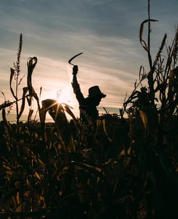 Haunted Trail at Bluebell Corn Maze