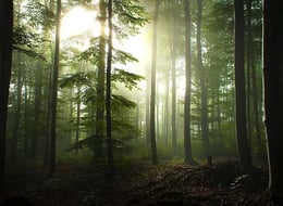 Mord Im Spreewald [Murder in the Spreewald]