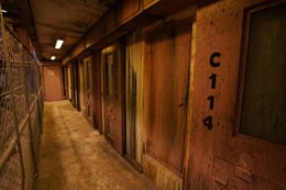 Asylum