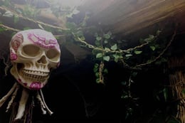 Curse of The Jungle