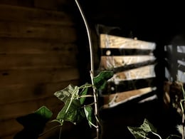 La Cabane