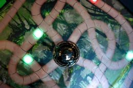 The Jungle Game