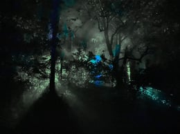 The Woods