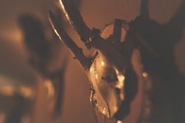 Deer’s Den