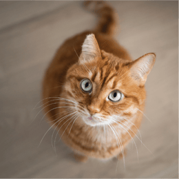 Meow or Never: Cats, Puzzles, and Purrsonal Finance
