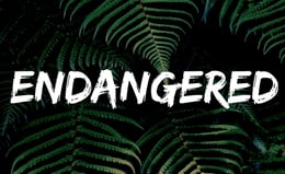 Endangered
