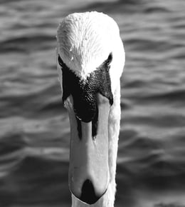 Swan Song