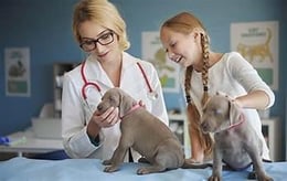 The Case of the Missing Puppy