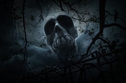 Wicked Woods