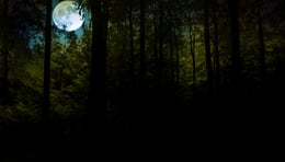 Blightwoods