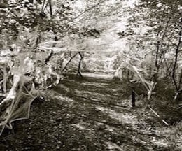 Eerie Trail