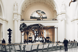 A Night in the Museum