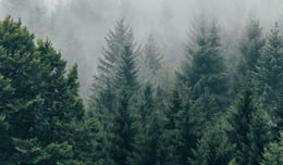 The Secret Forest