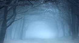 La Forêt [The Forest]