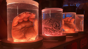 store/s/003758b7-34e9-4fb0-aec9-ea3e012e819b.png