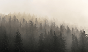 store/s/085cb120-492e-4fad-820c-6b7d3620d23c.png