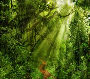 store/s/38324be3-879d-4c69-b550-65f6a77fbc39.png