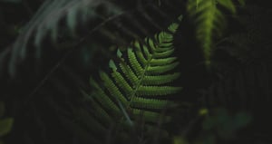 store/s/3b037a97-402f-4517-b916-e4c04da193a2.webp