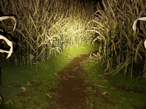 store/s/56439dd3-7da3-4aa6-b737-60cbb7a8d3da.png