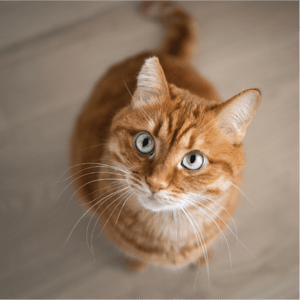 store/s/622d8626-a8ea-46c5-b601-7ae777ca97f1.png