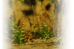 store/s/78540952-afec-4b21-8074-b9f26a352013.png