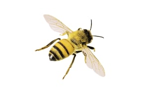 store/s/810c8f80-60eb-4066-ba5b-4c618b8c68d4.png