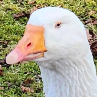 @GooseOnTheLoose