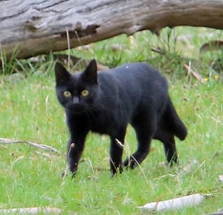 @FeralCat
