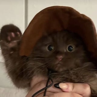 @Momo
