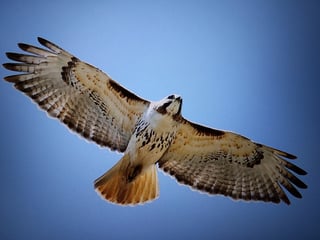 @Birdbrainy