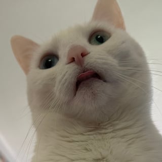 @shweetdee