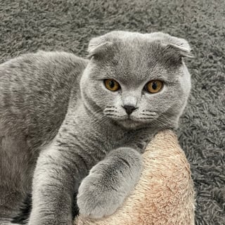 @EscapeBoss