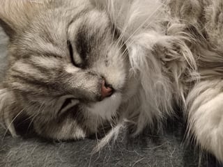 @Relaxedcat15