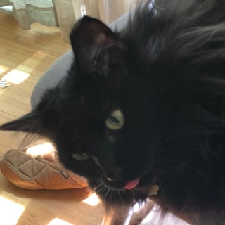 @Mewsikat