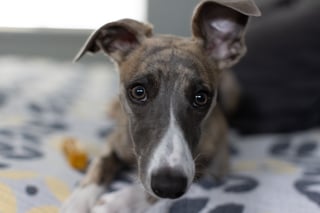 @whippetGood