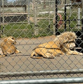 @Lion2