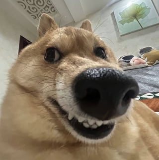 @bepislord