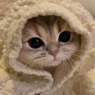 @banjocat