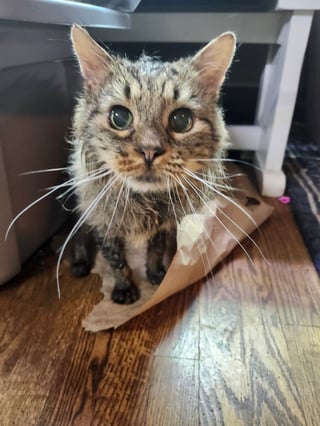 @Lasercat