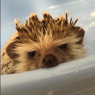 @hedgelord