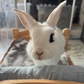 @moomoobunny