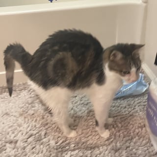 @meowmeowlol