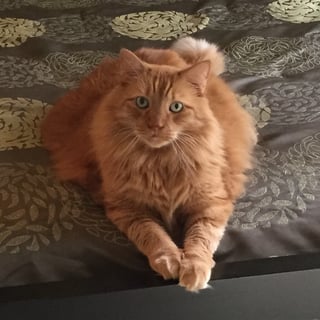 @Felinefemme