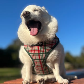 @Scapegoat