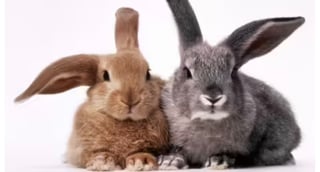 @TeamBunnys